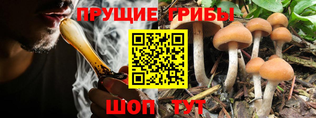 Ковров  Псилоцибиновые грибы ЛСД  Вход с VPN  Псилоцибиновые грибы прущие грибы 